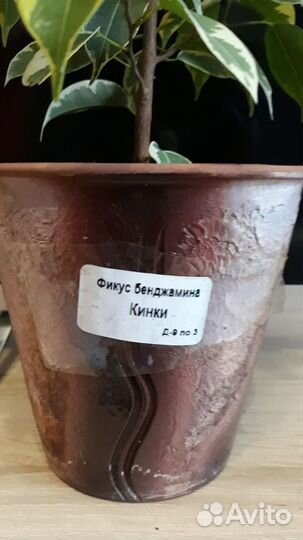 Фикус бенджамина кинки
