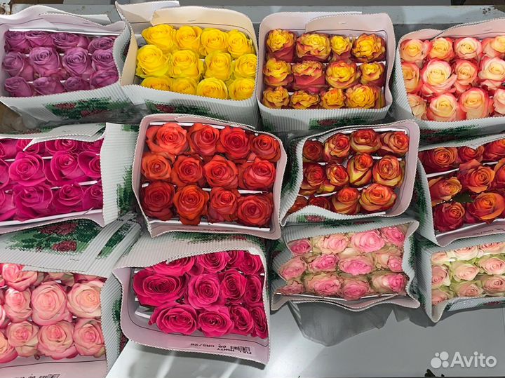 Цветы, розы с плантации Эквадора. Оптом, розница