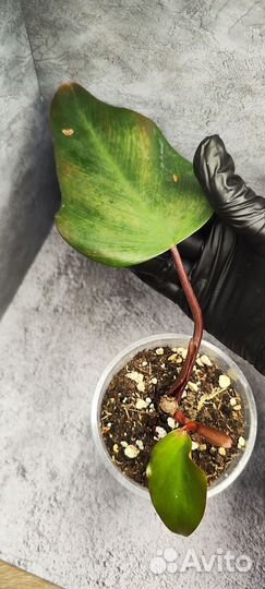 Филодендроны разные