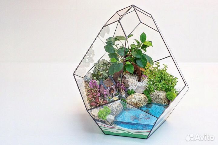 Флорариум с Фикусом