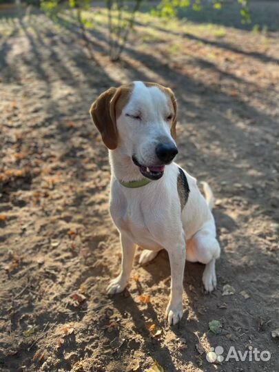 Очаровательная гончая из приюта в добрые руки