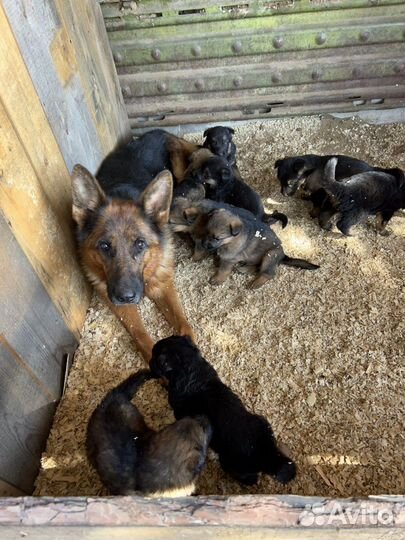Щенки немецкой овчарки