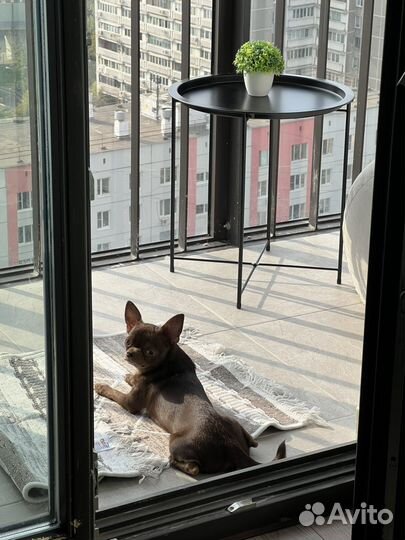 Продам собаку чихуахуа