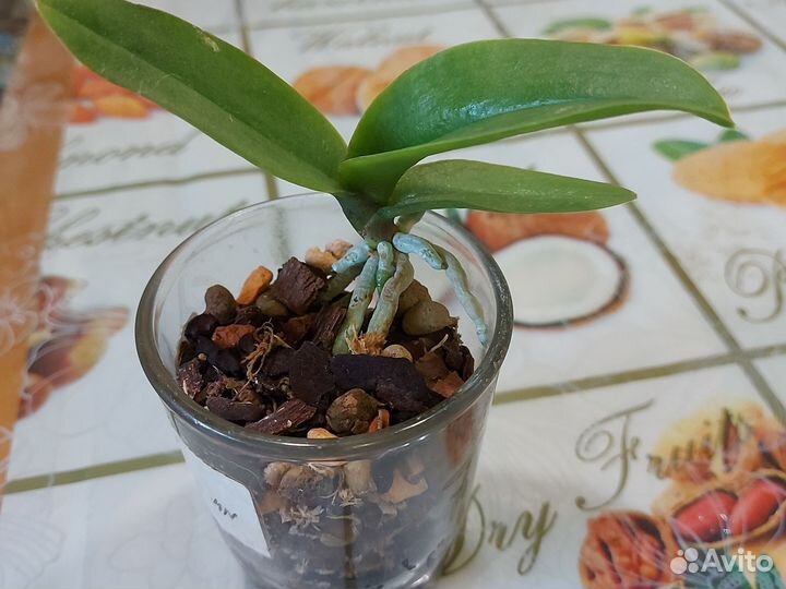 Орхидея фаленопсис