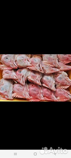 Мясо и кости для собак