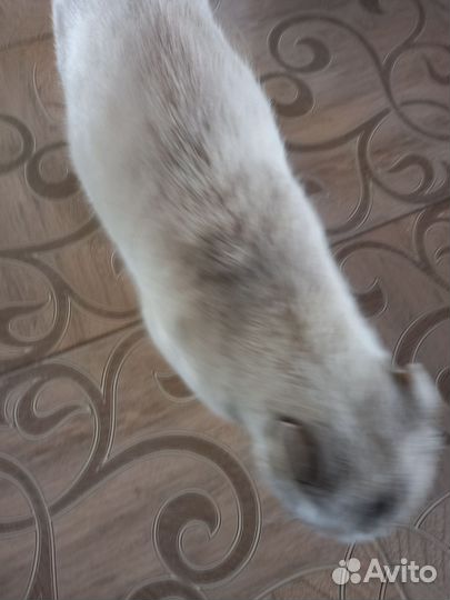 Шотландская вислоухая кошка