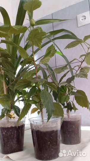 Продаются комнатные цветы