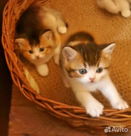 Британские котята