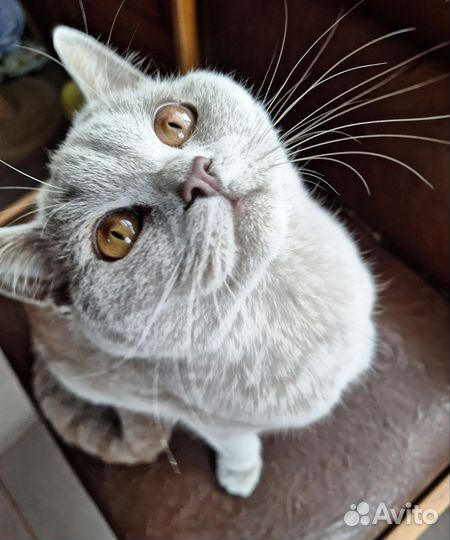 Отдам умницу 6 мес