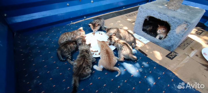 Отдам котят в добрые руки