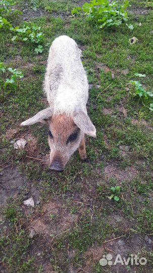 Поросята мангалица