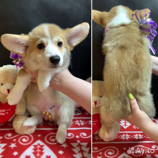 Вельш корги пемброк шикарные щенки, видео