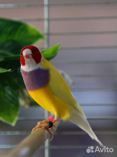 Амадины гульда