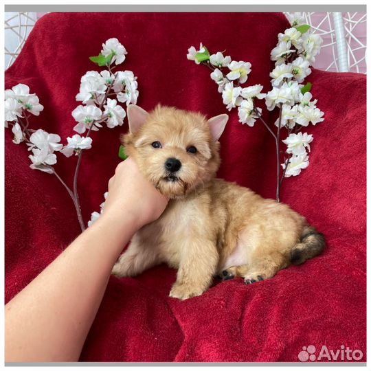 Золотой йорк девочка голдаст