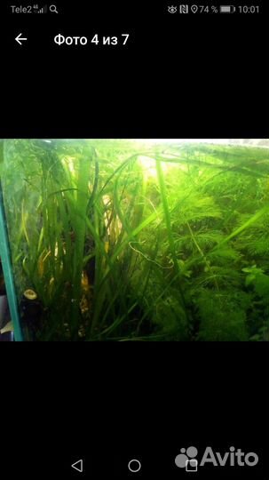 Аквариумные растения