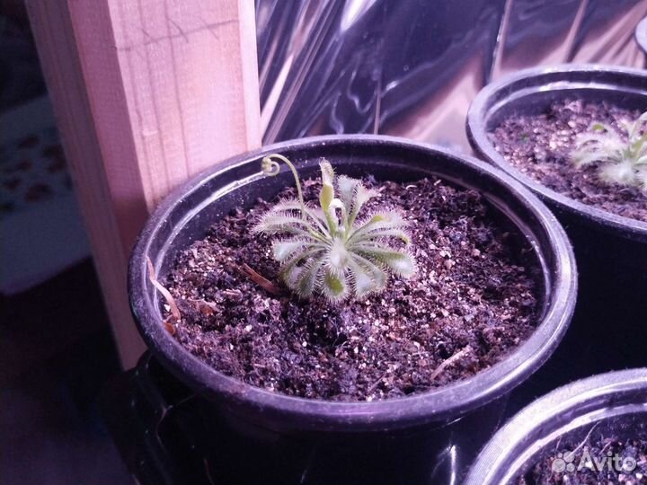 Ультрамафика