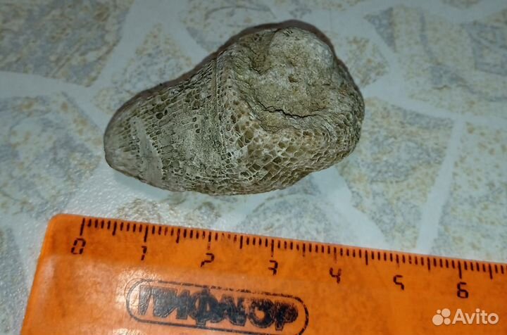 Окаменелость ругоза