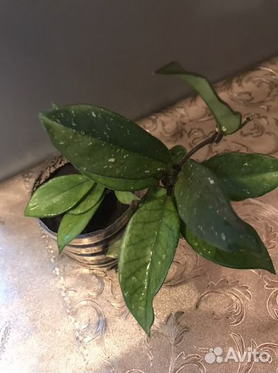 Щучий хвост. Хойя. Сансиверия