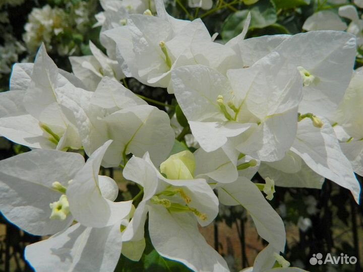 Бугенвиллии