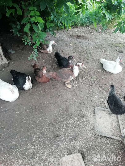 Индоутки молодые