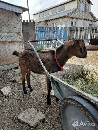 Козел на вязку