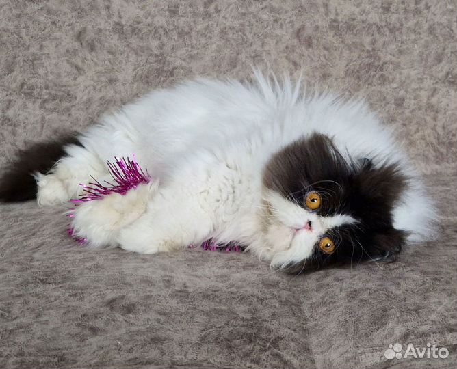 Персидская кошечка