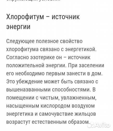 Хлорофитум