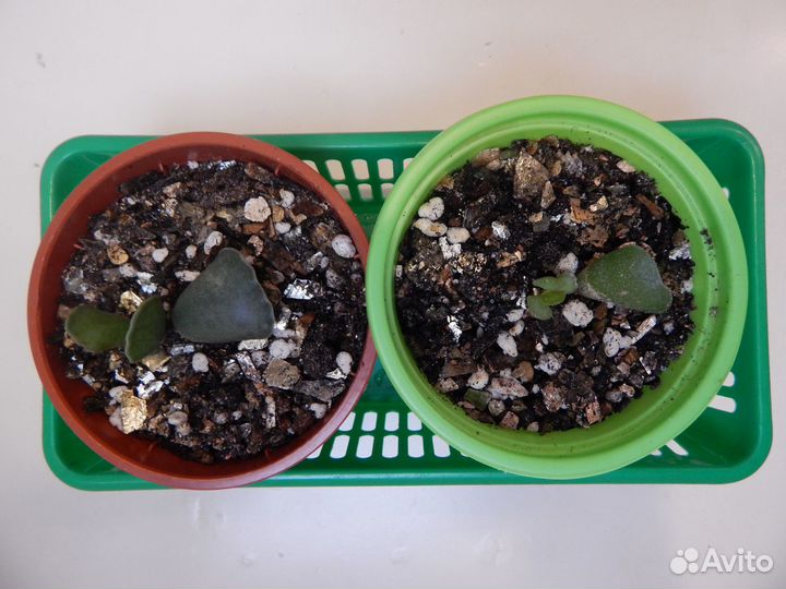 Адромискус