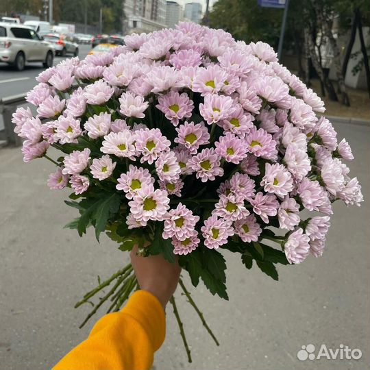 Букет из розовых хризантем сантини 15 шт