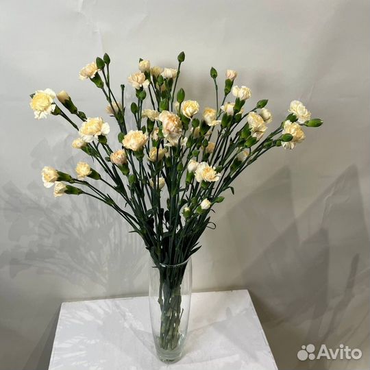 Цветы гвоздика оптом