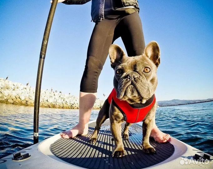 Аренда сапбордов