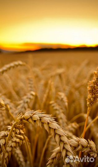 Пшеница, ячмень, овёс