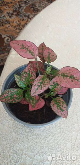 Комнатные цветы