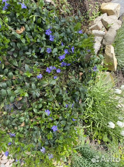 Саженцы плетущего барвинка