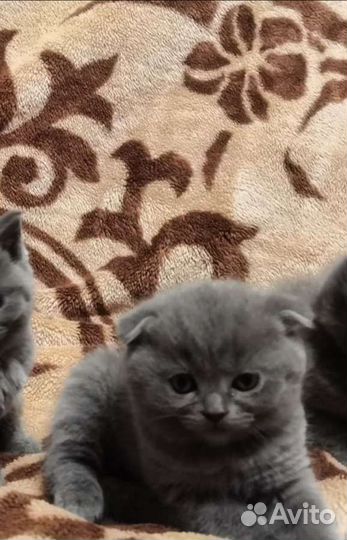 Британская кошка