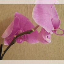 Орхидея фаленопсис