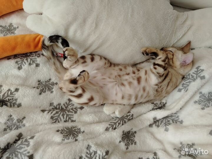 Бенгальский мальчик