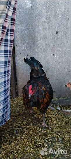 Куры петухи