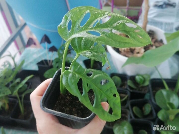 Монстера Манки маск