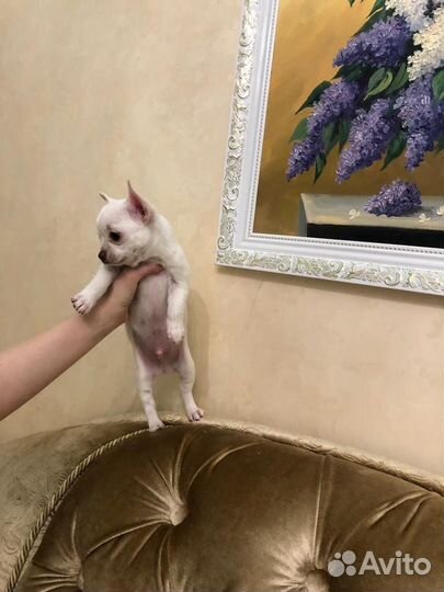 Щенки чихуахуа мини