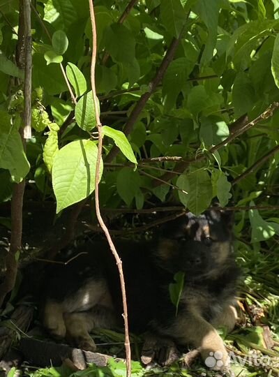 Щенки в добрые руки