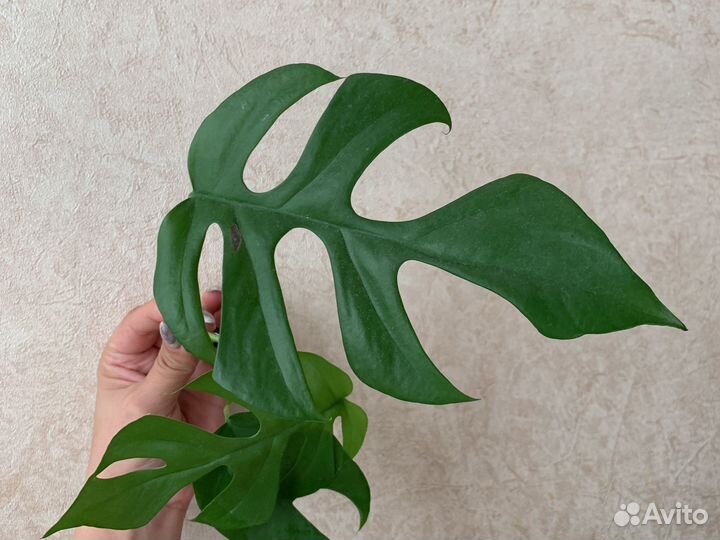 Рафидофора черенок с корнем