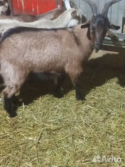 Козёл кострат