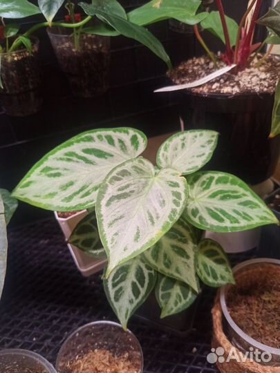 Антуриум гибрид