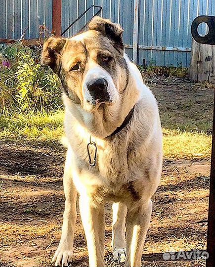 Вязка Кавказский Волкодав Алабай