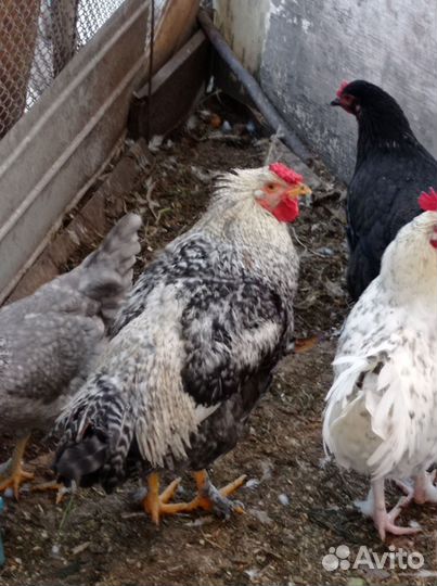 Петушки породы 