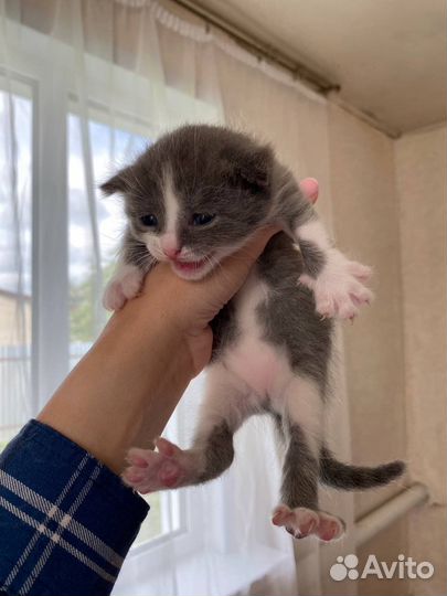 Отдаю в добрые руки котят