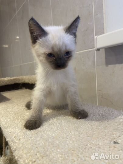 Сиамский котенок девочка