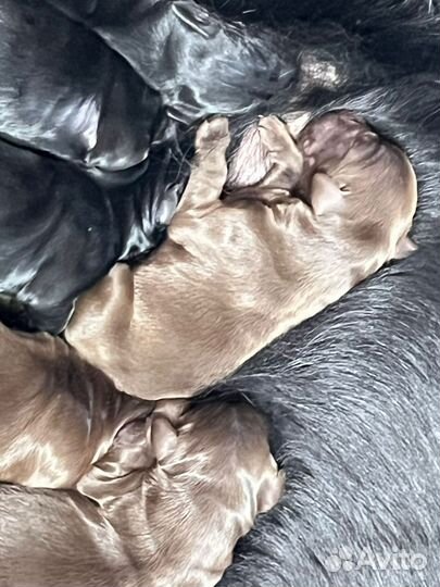 Щенки ретривера (флэта)