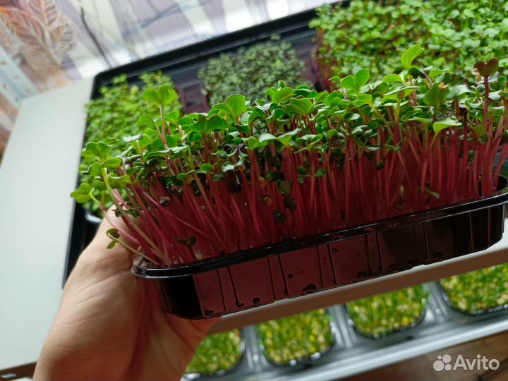 Микрозелень в Костроме